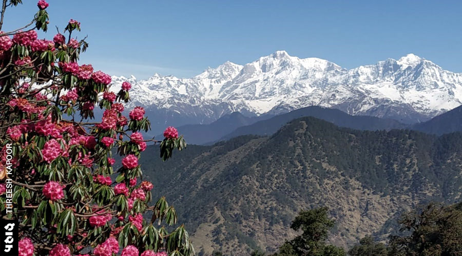 खिले हैं बुरांश